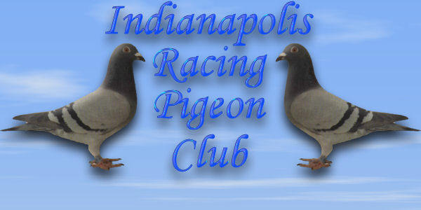 racing pigeon logo